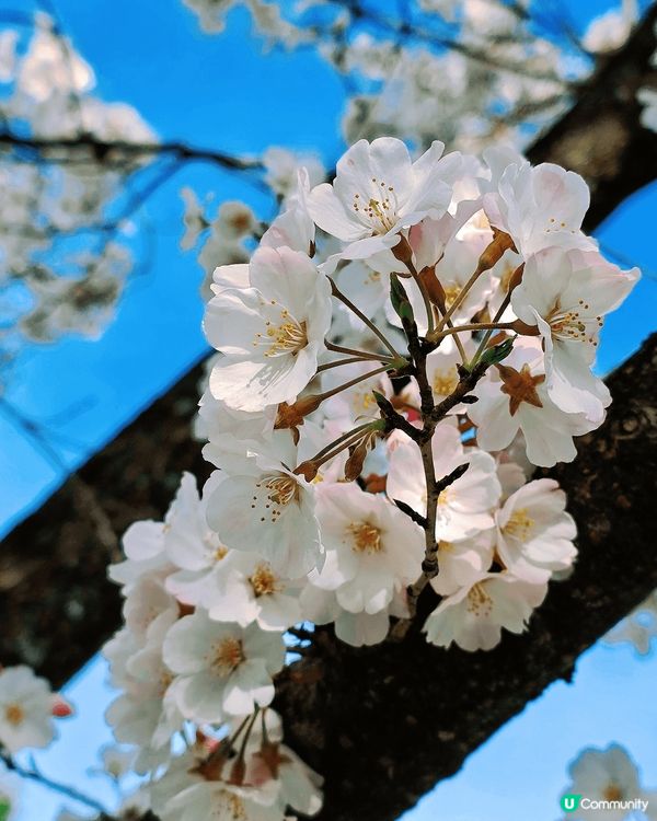 嵐山隱世賞樱秘境🌸車折神社⛩️
