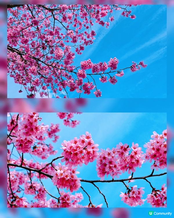 嵐山隱世賞樱秘境🌸車折神社⛩️