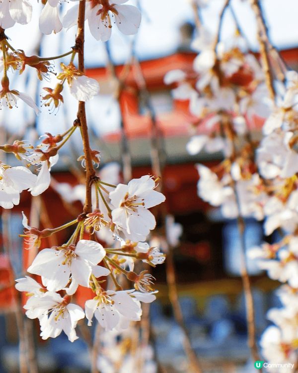 嵐山隱世賞樱秘境🌸車折神社⛩️