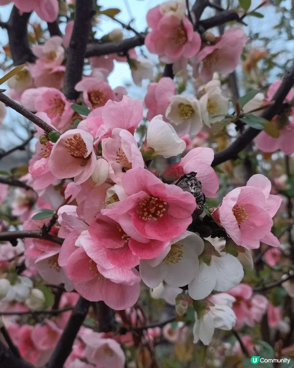 廣島櫻花之旅，風景美麗之餘也憶起戰爭遺下的哀痛