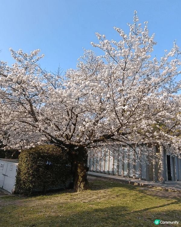 廣島櫻花之旅，風景美麗之餘也憶起戰爭遺下的哀痛