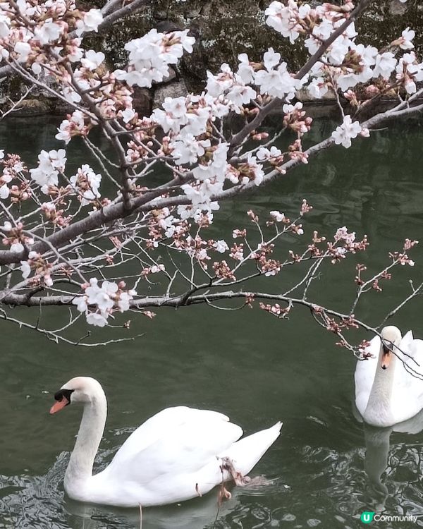 廣島櫻花之旅，風景美麗之餘也憶起戰爭遺下的哀痛