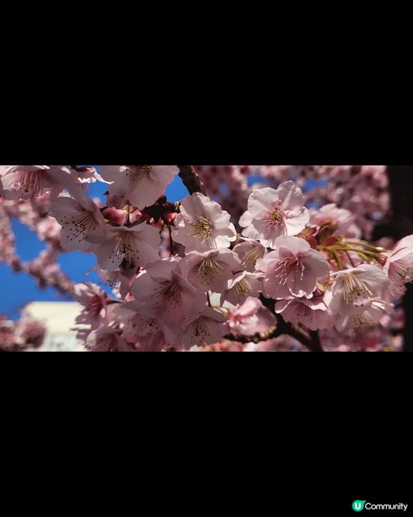 熱海櫻 江之島夜櫻 河津櫻 各有美態 每年3月 一定要去親身...