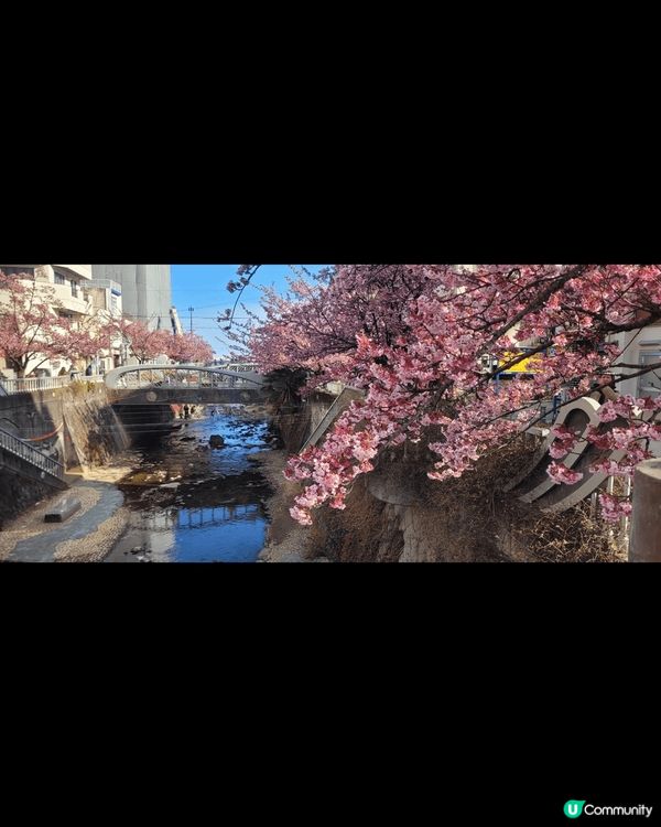 熱海櫻 江之島夜櫻 河津櫻 各有美態 每年3月 一定要去親身...