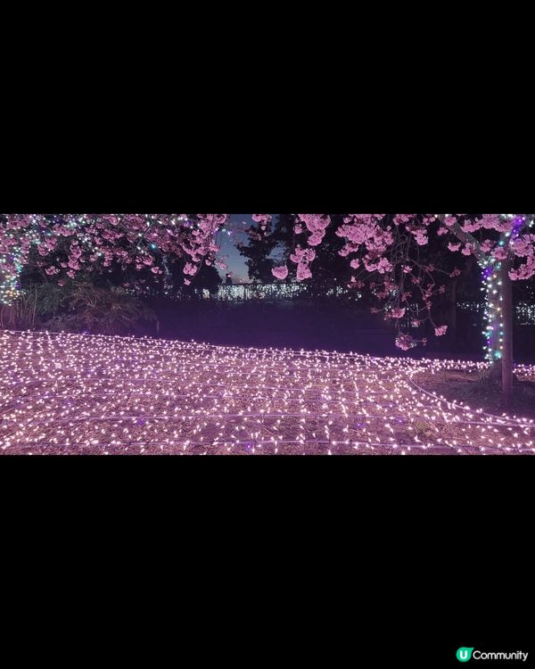 熱海櫻 江之島夜櫻 河津櫻 各有美態 每年3月 一定要去親身...