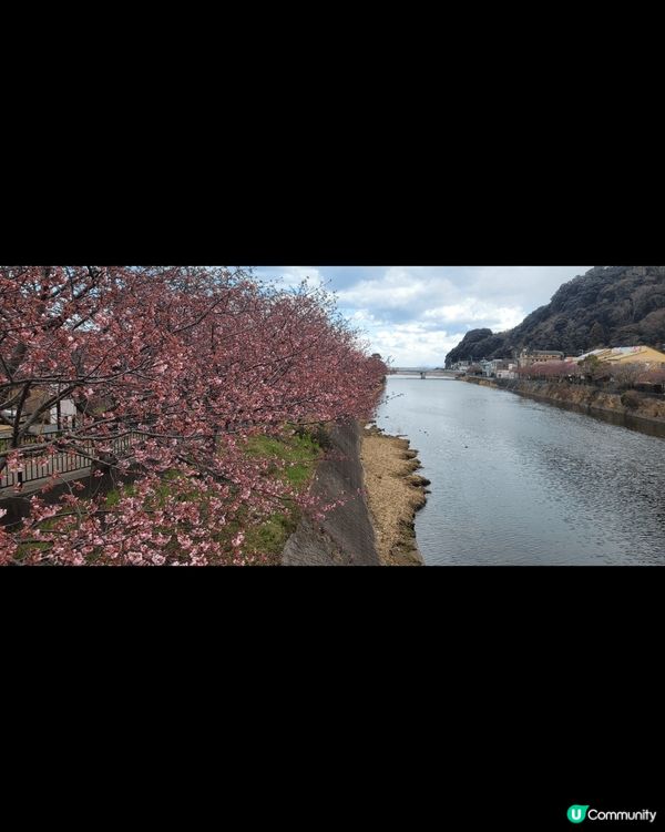 熱海櫻 江之島夜櫻 河津櫻 各有美態 每年3月 一定要去親身...