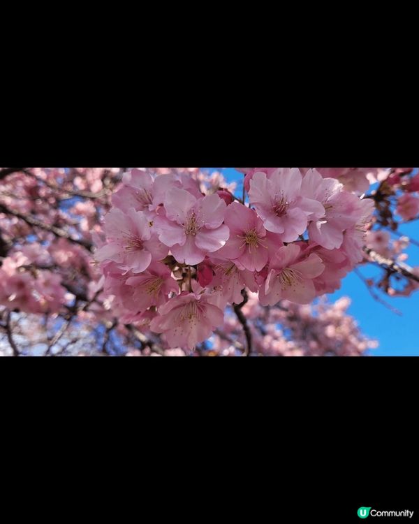 熱海櫻 江之島夜櫻 河津櫻 各有美態 每年3月 一定要去親身...