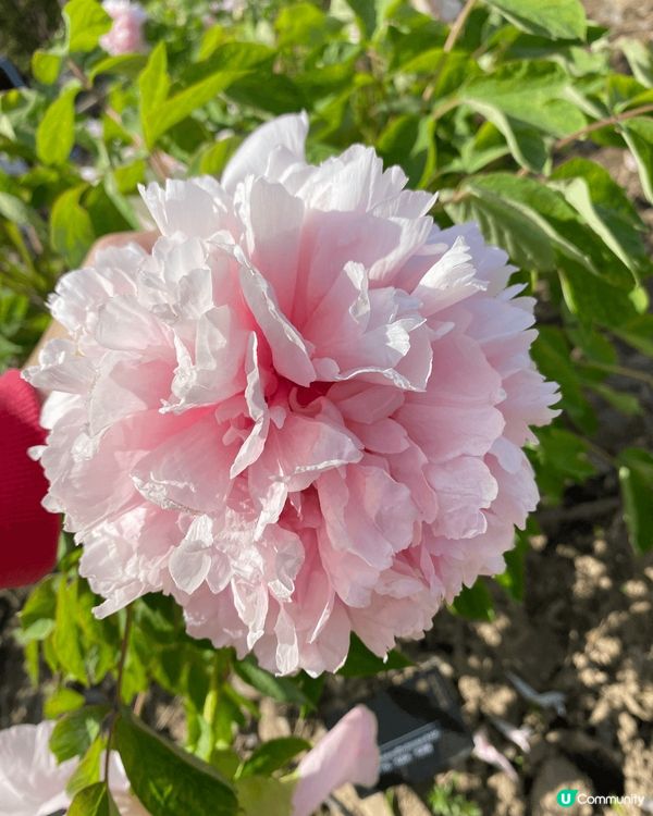 上海的春天，沉醉櫻花海的花花世界，早櫻晚櫻還有牡丹，真的好愜...