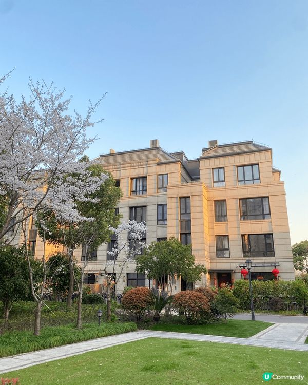 上海的春天，沉醉櫻花海的花花世界，早櫻晚櫻還有牡丹，真的好愜...