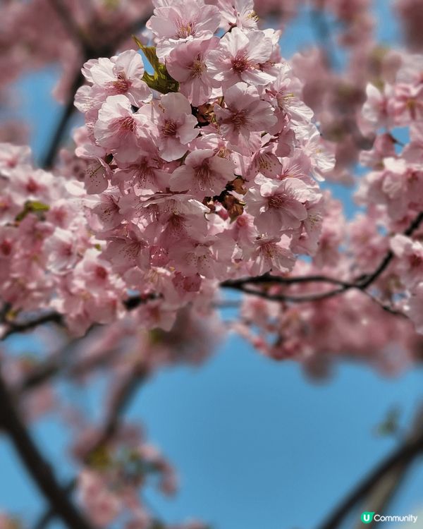 上年係名古屋塔下欣賞到嘅櫻花，真係好靚，粉紅色在藍天之下更加...