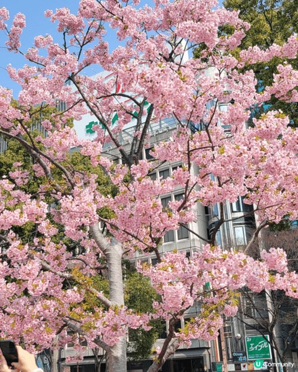 上年係名古屋塔下欣賞到嘅櫻花，真係好靚，粉紅色在藍天之下更加...