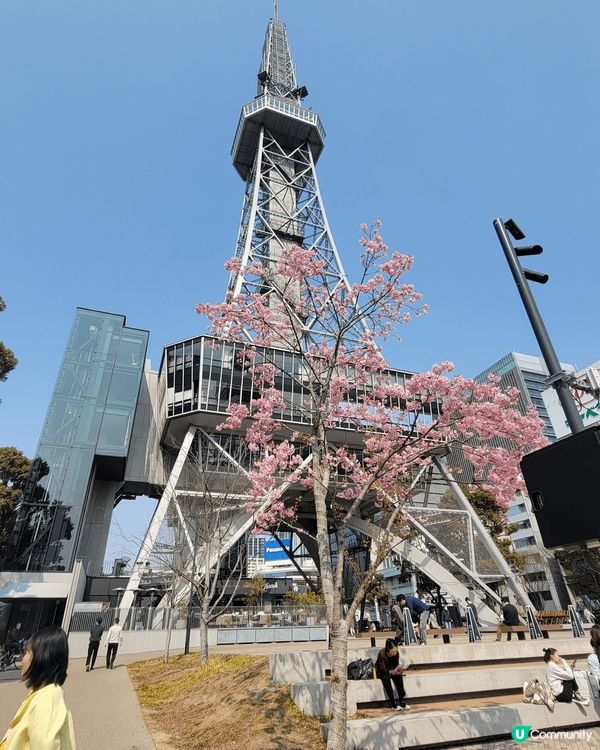 上年係名古屋塔下欣賞到嘅櫻花，真係好靚，粉紅色在藍天之下更加...