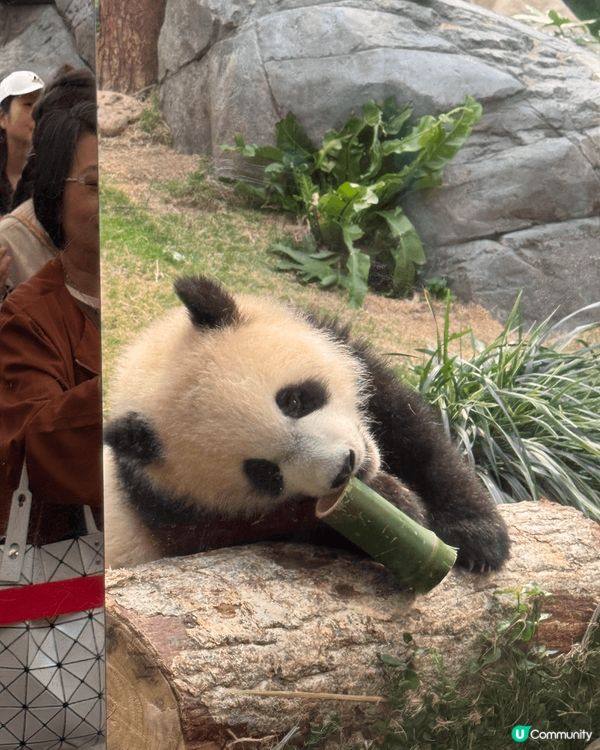 港產龍鳳胎熊貓寶寶人見人愛，訪港必到之地