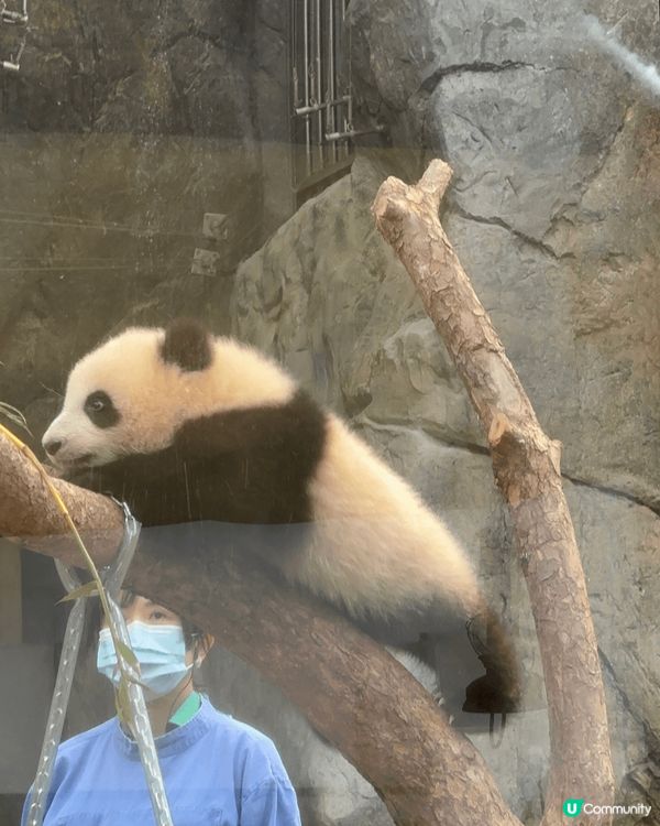 港產龍鳳胎熊貓寶寶人見人愛，訪港必到之地