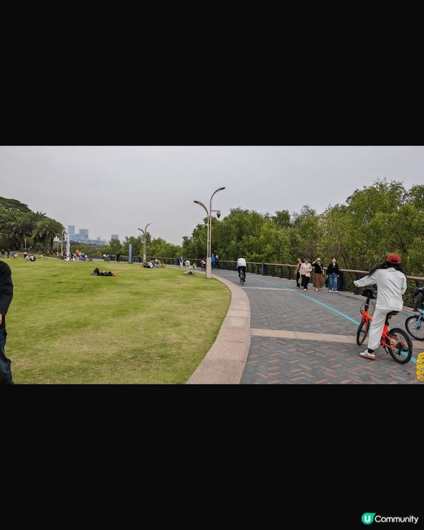 #沉醉樱花海 大白天遊深圳灣公園，天氣晴朗溫暖＇最適合約三五...