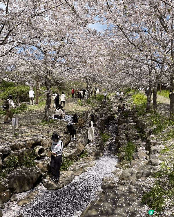 呢到係韓國濟州島，在途突然找到這個櫻花園！如有天櫻花正開還未...