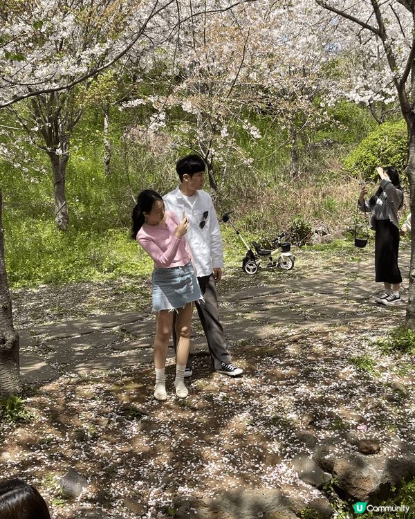 呢到係韓國濟州島，在途突然找到這個櫻花園！如有天櫻花正開還未...