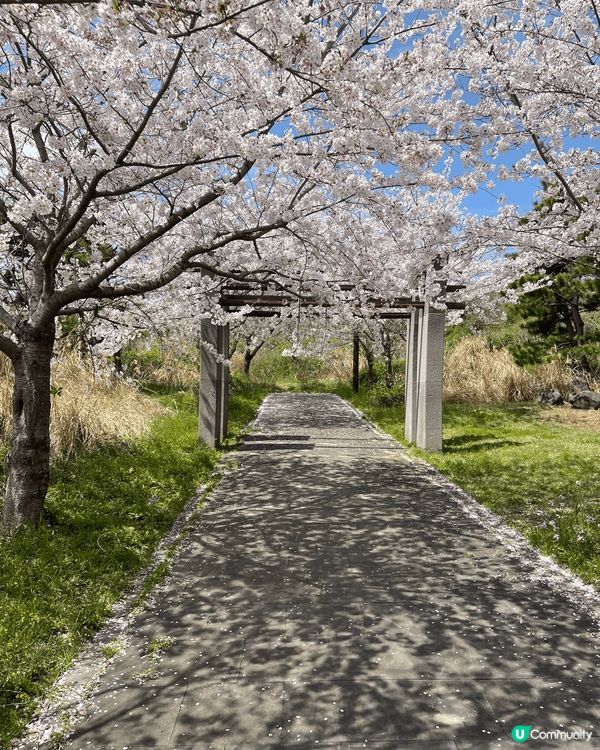 呢到係韓國濟州島，在途突然找到這個櫻花園！如有天櫻花正開還未...
