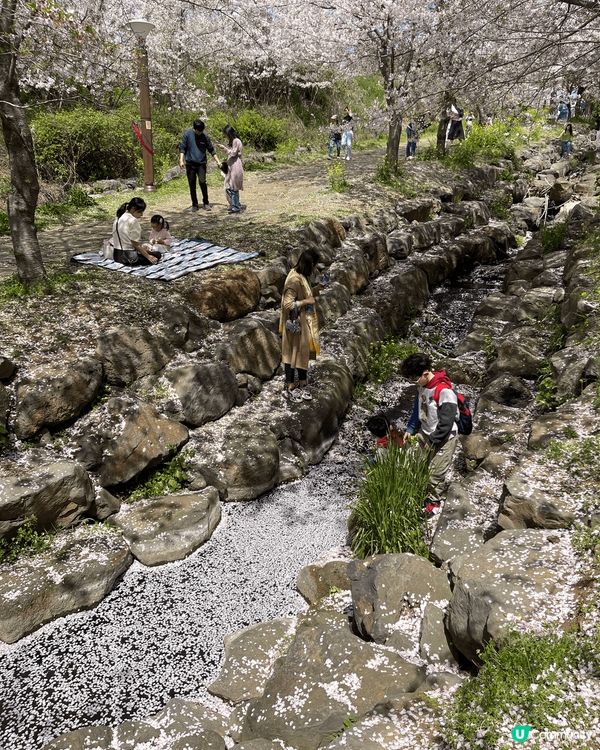 呢到係韓國濟州島，在途突然找到這個櫻花園！如有天櫻花正開還未...