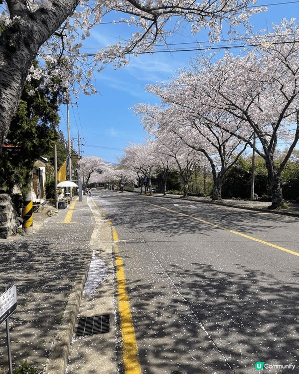 呢到係韓國濟州島，在途突然找到這個櫻花園！如有天櫻花正開還未...