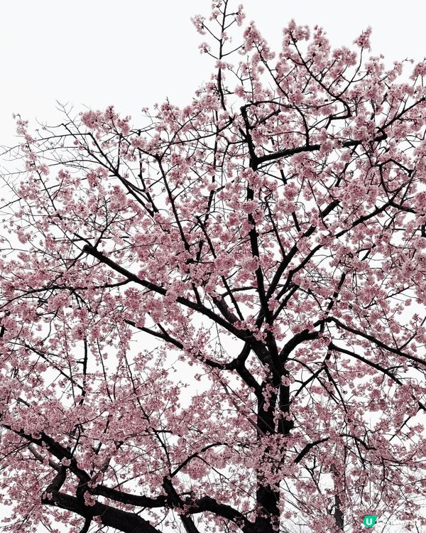 🌸【東京鐵塔被櫻花吃掉啦！麻布台秘境視角公開】🌸  出站抬頭...