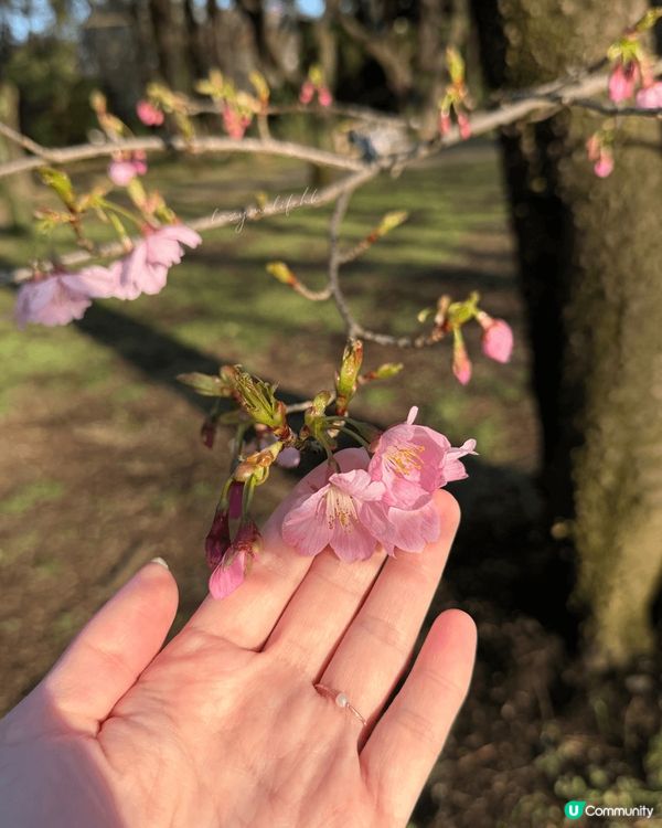 🌸【東京鐵塔被櫻花吃掉啦！麻布台秘境視角公開】🌸  出站抬頭...