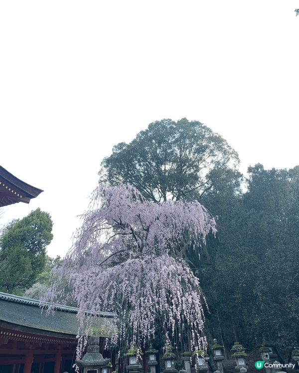 2019年3月頭，我自己一個去大阪玩呀！亦都係第一次在日本見...