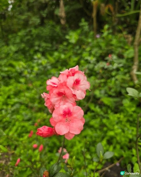 梧桐既杜鵑品種都好多，有毛棉杜鵑、錦繡杜鵑、丁香杜鵑、映山紅...