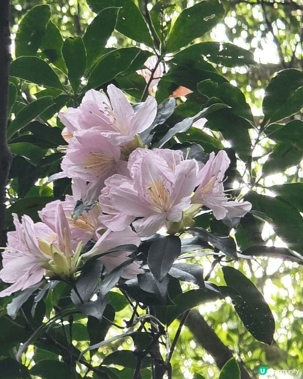 梧桐既杜鵑品種都好多，有毛棉杜鵑、錦繡杜鵑、丁香杜鵑、映山紅...