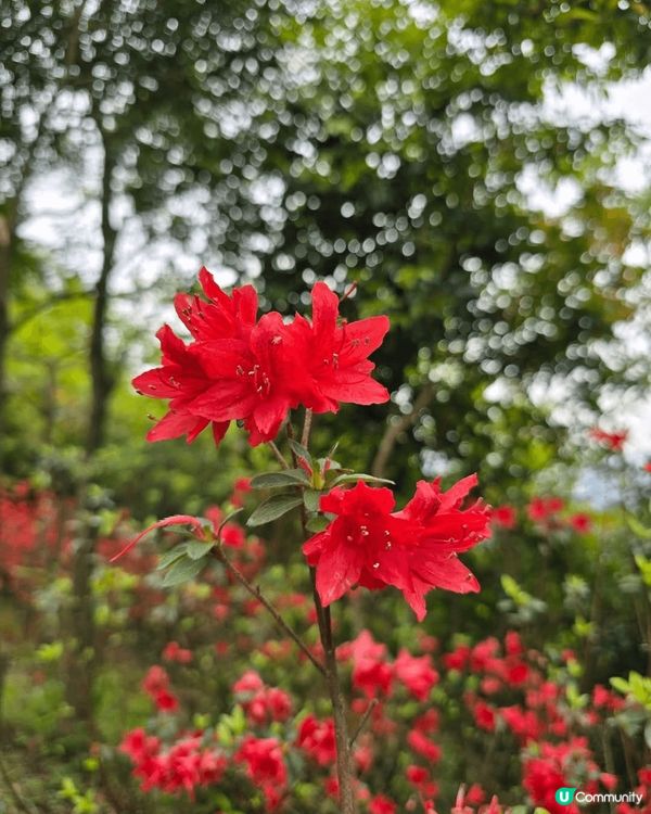 梧桐既杜鵑品種都好多，有毛棉杜鵑、錦繡杜鵑、丁香杜鵑、映山紅...