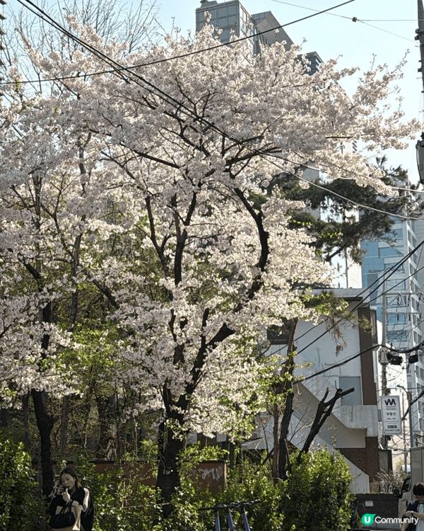 睇櫻花唔一定要去日本嘅，係日本上少少嘅韓國櫻花都好靚。而且因...