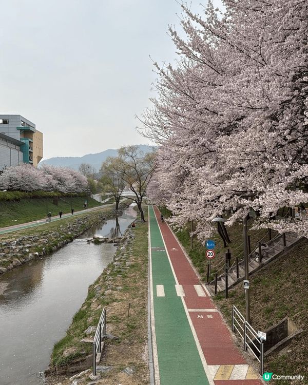 睇櫻花唔一定要去日本嘅，係日本上少少嘅韓國櫻花都好靚。而且因...
