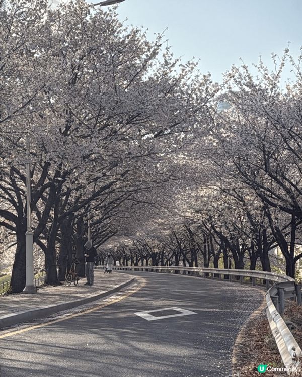 睇櫻花唔一定要去日本嘅，係日本上少少嘅韓國櫻花都好靚。而且因...