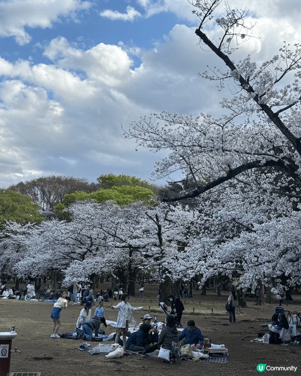 剛剛去完日本東京旅行，第一次感受到全開櫻花嘅美麗，好彩有自駕...