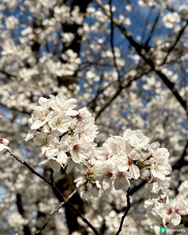 剛剛去完日本東京旅行，第一次感受到全開櫻花嘅美麗，好彩有自駕...