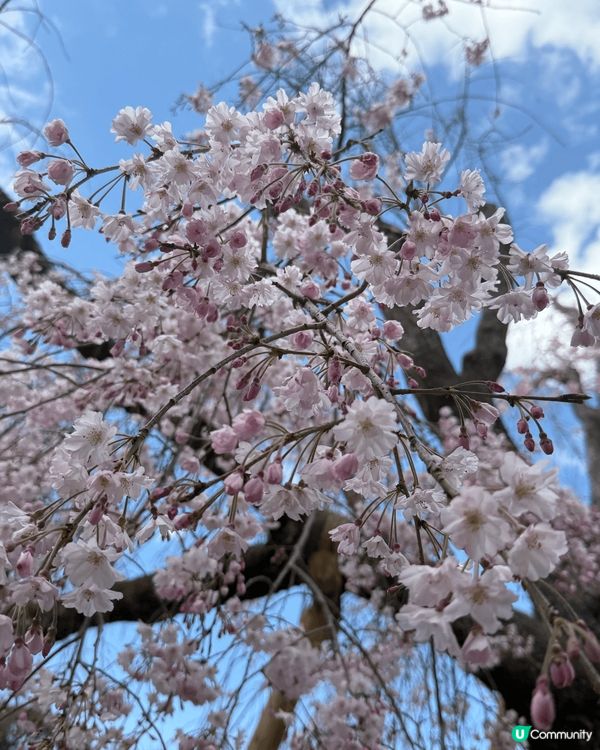 剛剛去完日本東京旅行，第一次感受到全開櫻花嘅美麗，好彩有自駕...