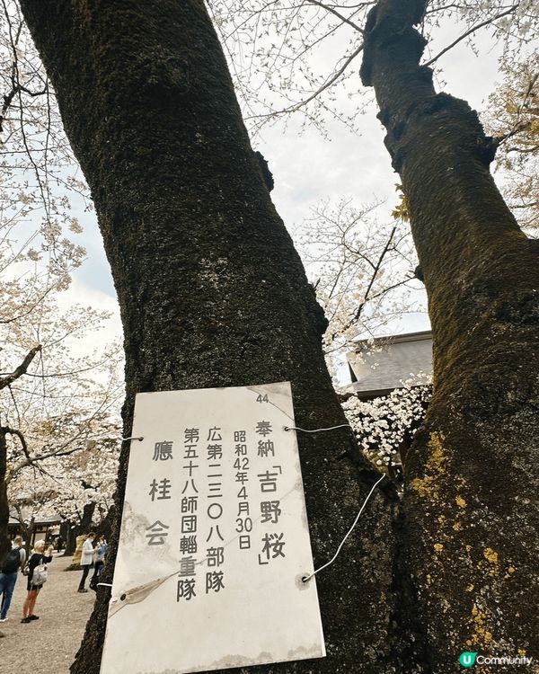 東京靖國神社🌸  櫻花盛放，美不勝收！