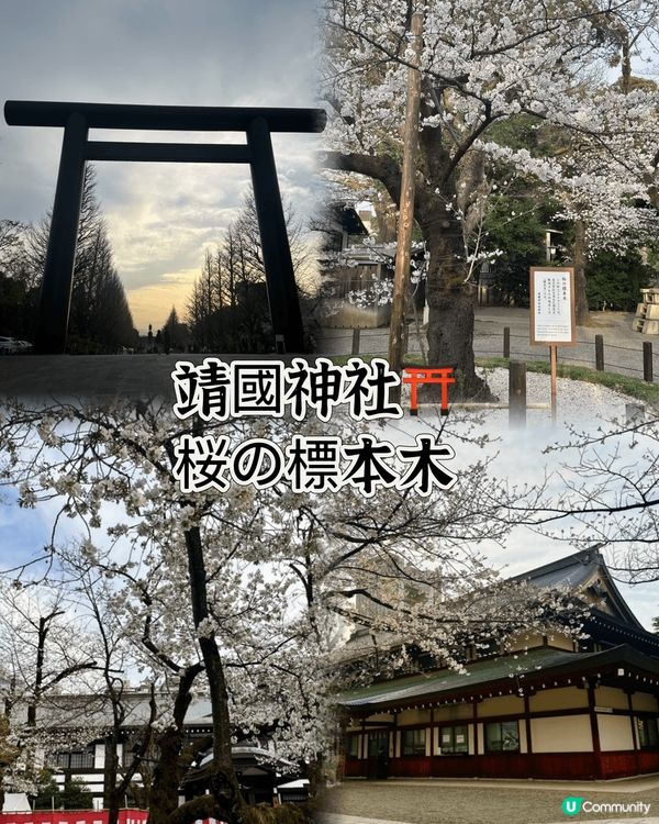 東京靖國神社🌸  櫻花盛放，美不勝收！