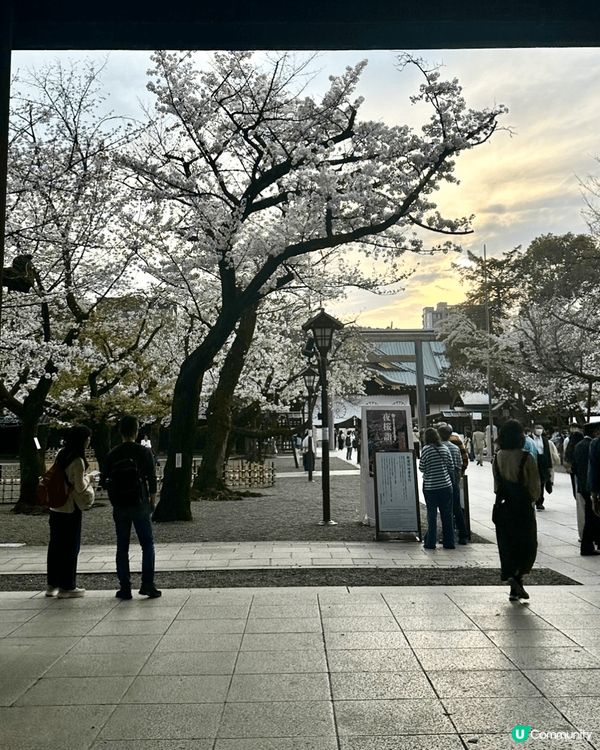東京靖國神社🌸  櫻花盛放，美不勝收！