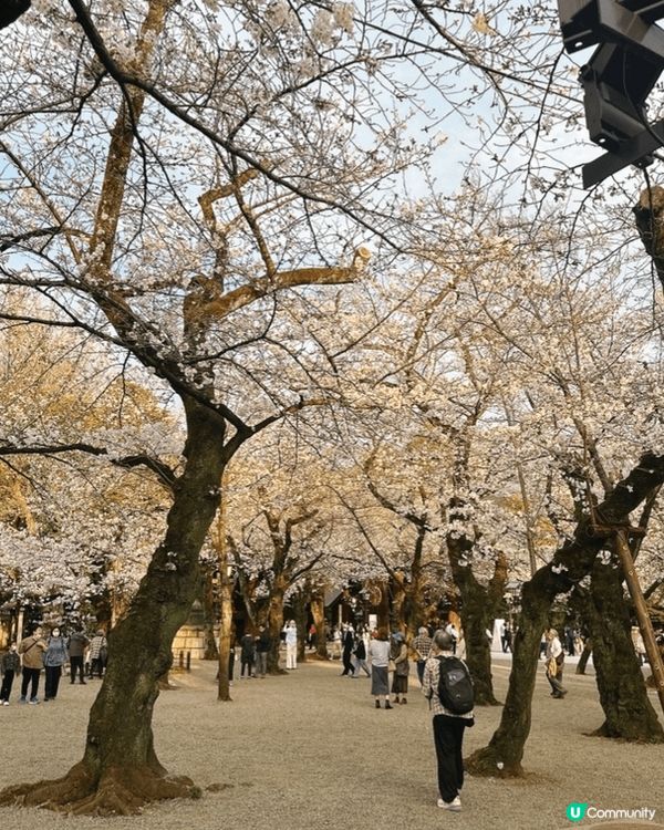 東京靖國神社🌸  櫻花盛放，美不勝收！