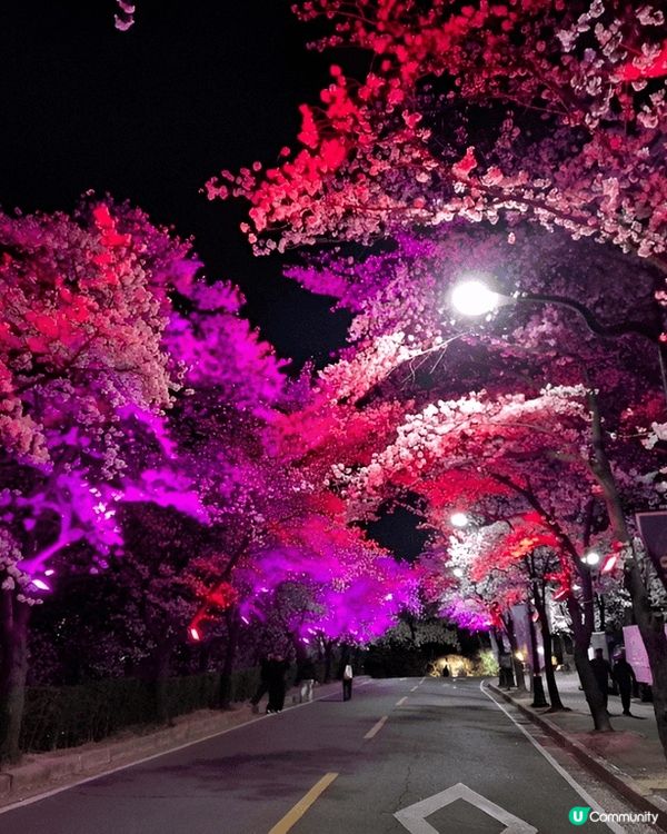EWORLD星光櫻花節係我最愛嘅櫻花打卡熱點。EWORLD星...