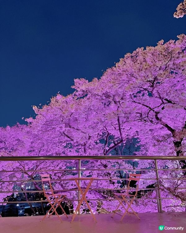 EWORLD星光櫻花節係我最愛嘅櫻花打卡熱點。EWORLD星...