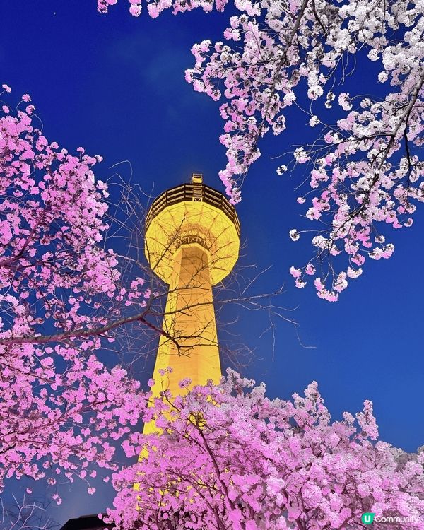 EWORLD星光櫻花節係我最愛嘅櫻花打卡熱點。EWORLD星...