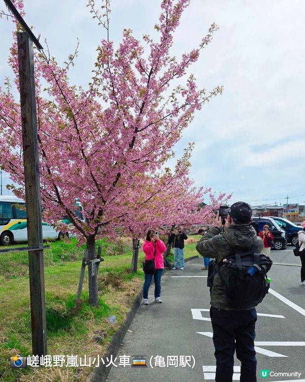 嵐山賞櫻一日遊🌸快閃攻略！