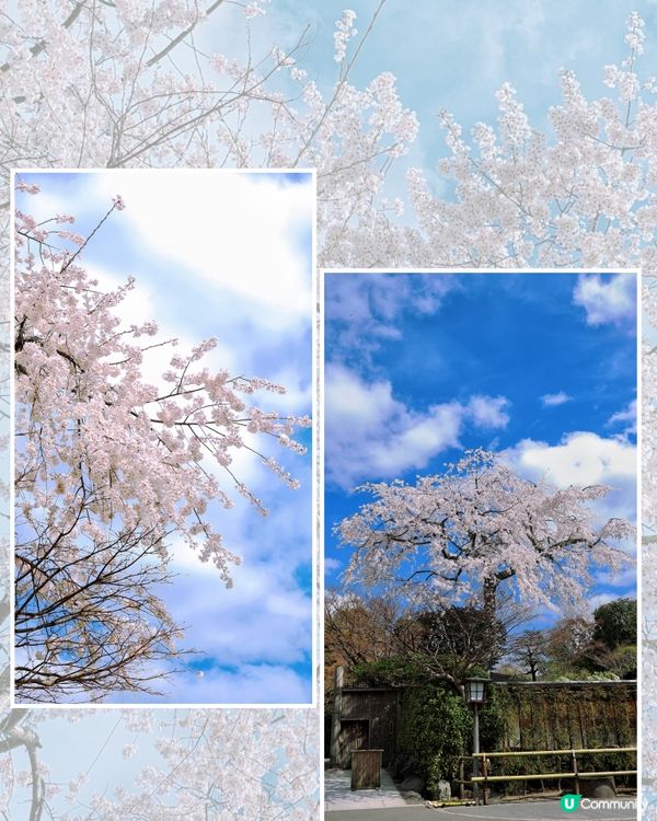 嵐山賞櫻一日遊🌸快閃攻略！