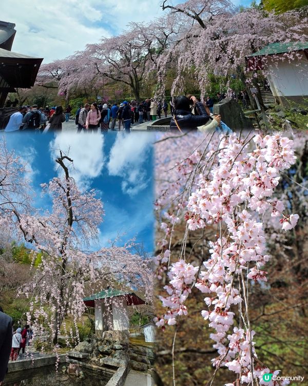 嵐山賞櫻一日遊🌸快閃攻略！