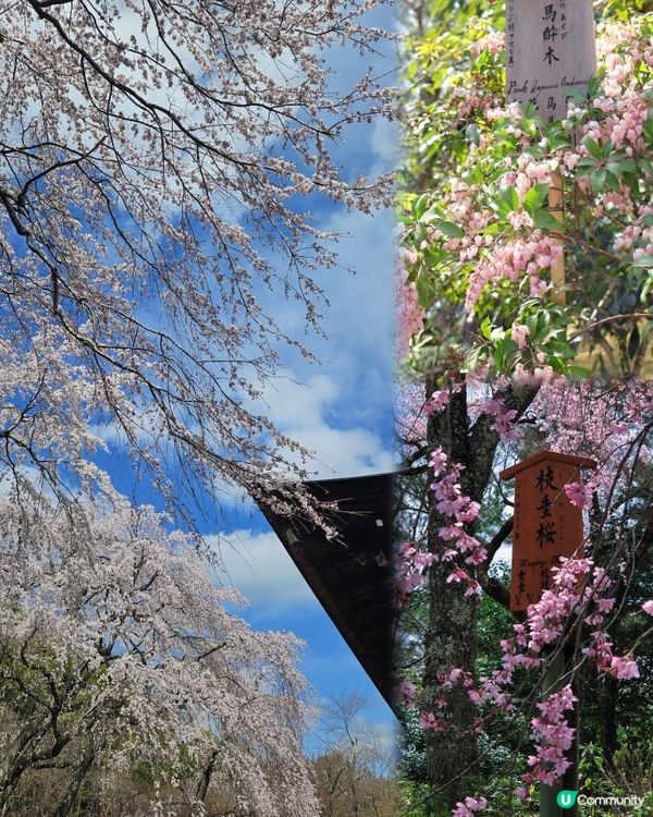 嵐山賞櫻一日遊🌸快閃攻略！