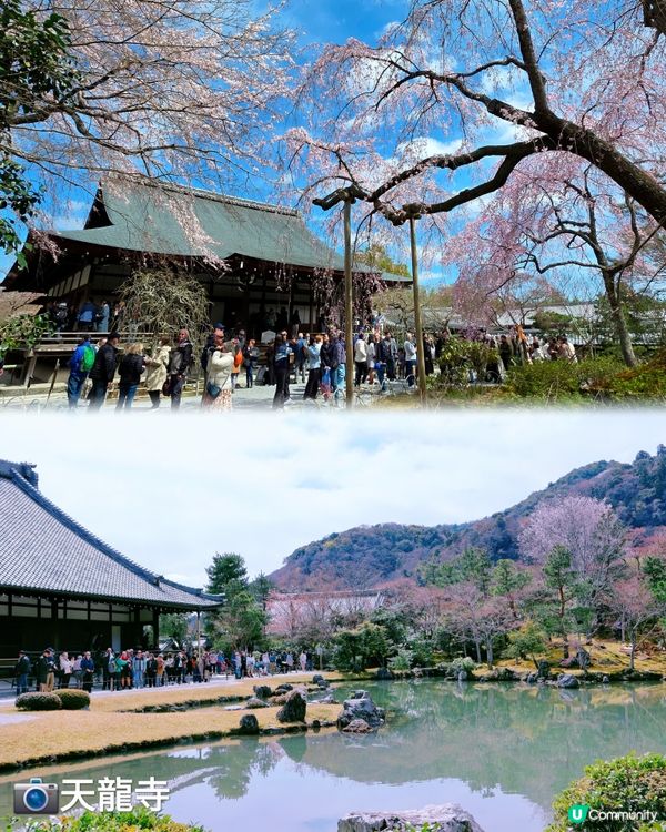 嵐山賞櫻一日遊🌸快閃攻略！