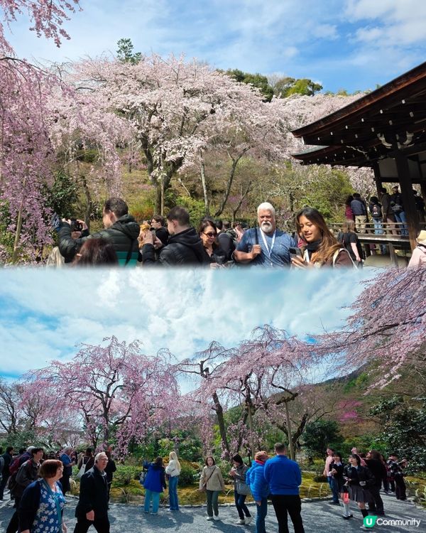 嵐山賞櫻一日遊🌸快閃攻略！