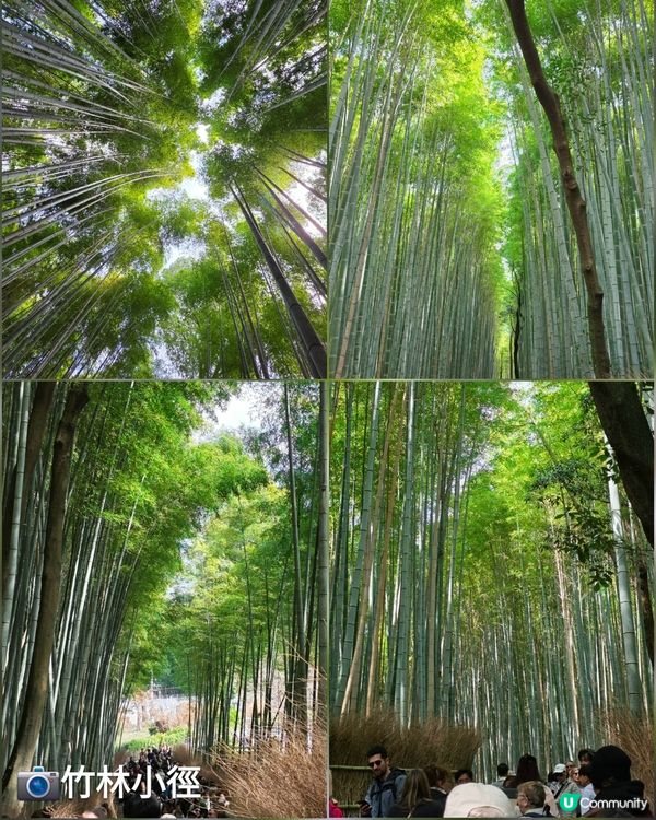 嵐山賞櫻一日遊🌸快閃攻略！